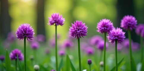 Fototapeta premium Regal purple alliums bloom in a woodland garden, spring flowers, nature photography, woodland garden