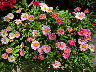 Flowers Argyranthemum frutescens known as Paris daisy, marguerite or marguerite daisy.