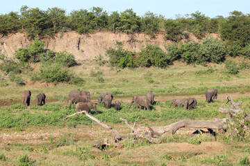 Afrikanischer Elefant im Shingwedzi River/ African elephant in Shingwedzi River / Loxodonta africana