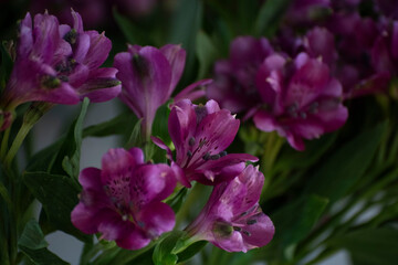 purple flowers in the garden