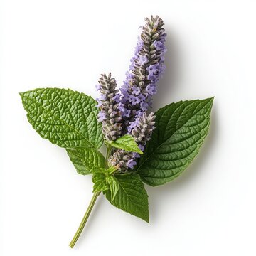 Fototapeta Patchouli flower on a white background -A single patchouli sprig with vibrant purple flowers and fresh green leaves on a clean white background 