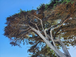 tree in the sky