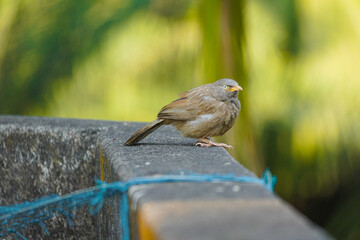 A dove is sitting peacefully with a blurred natural background.
