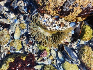 coral on rocks
