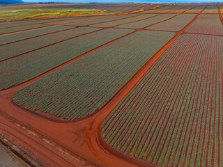 Neatly organized pineapple fields with vibrant green plants and red soil, set against a flat horizon with distant vegetation and blue sky in Oahu.