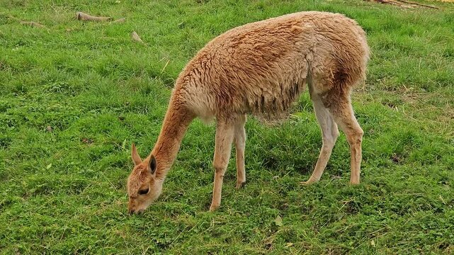 Lama vicugna grazing peacefully on green grass in open field. Vicuna feeding calmly in serene natural surroundings. Camelids enjoying fresh vegetation while bending gracefully. Animal browsing gently