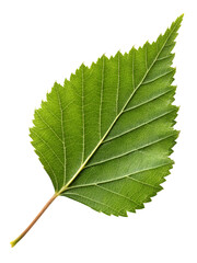 Fototapeta premium Detailed Close-up of a Vibrant Green Birch Leaf
