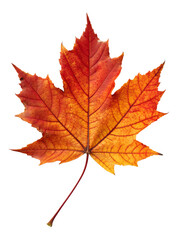 Vibrant Autumn Maple Leaf Against a transparent Background