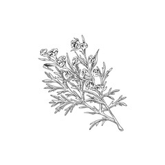 Wormwood blossom plant engraved sketch, vector hand drawn wild sagebrush herbarium herb with flowers leaves, Artemisia