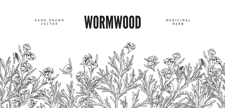 Wormwood plant engraved sketch seamless border, vector hand drawn flowers and leaves, medical Artemisia essential herb