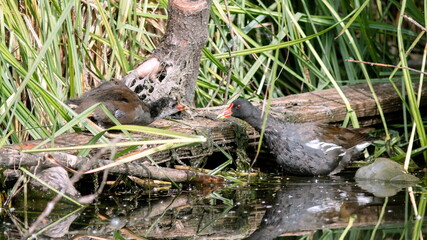 a water hen feeds her chick