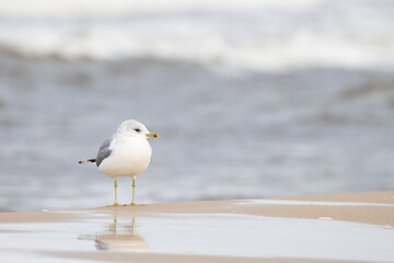 adult winter plumage Common Gull Larus canus on winter beach on Insel Usedom, Germany