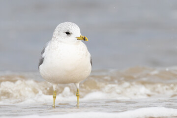adult winter plumage Common Gull Larus canus on winter beach on Insel Usedom, Germany