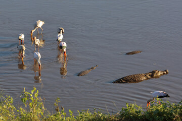 Nilkrokodil und Nimmersatt / Nile crocodile and Yellow-billed stork / Crocodylus niloticus et...