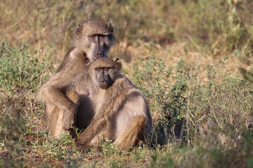 Bärenpavian / Chacma baboon / Papio ursinus