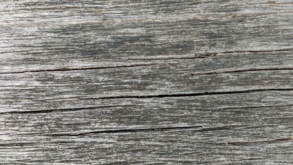 Gray wood texture with grain