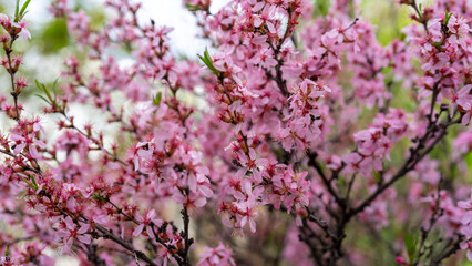 Obraz premium Blooming cherry tree with pink flowers growing in garden in spring. Japanese cherry or sakura or cherry blossom