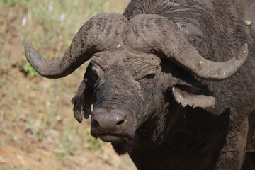 Naklejka premium Kaffernbüffel / African buffalo / Syncerus caffer