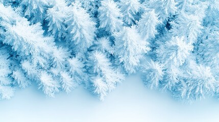 Aerial view of snow-covered fir trees in winter forest