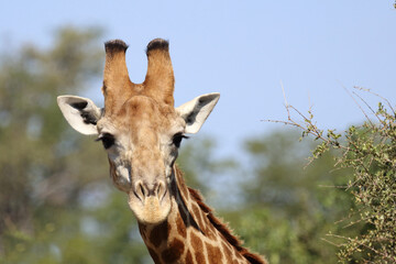 Giraffe / Giraffe / Giraffa camelopardalis