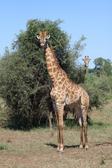 Giraffe / Giraffe / Giraffa camelopardalis