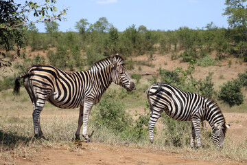 Steppenzebra / Burchell's zebra / Equus quagga burchellii