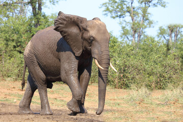 Afrikanischer Elefant / African elephant / Loxodonta africana