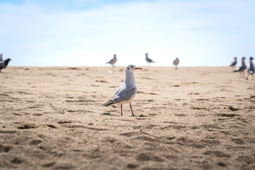 small seagull on the sand of a pacific ocean beach, Vi&ntilde;a del Mar Chile