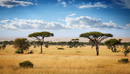 Naklejka premium a substantial savanna stretches as far as the attention can see dotted with graceful acacia bushes
