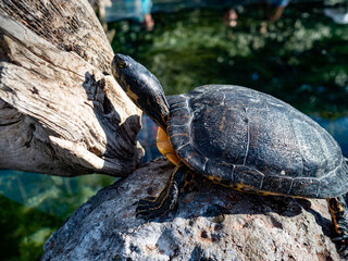 Spain Valencia wild animal animals zoo, bird ocean