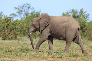 Fototapeta premium Afrikanischer Elefant / African elephant / Loxodonta africana