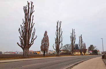 seasonal pruning of trees, oaks with a pruned crown along the road