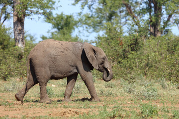 Afrikanischer Elefant / African elephant / Loxodonta africana