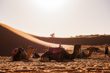 Camels in the Sahara desert, Morocco travel destination in Africa.