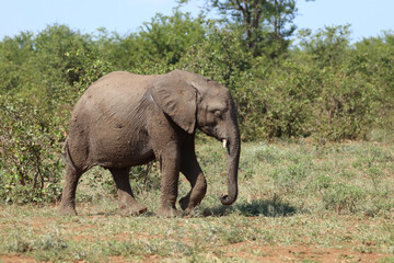 Obraz premium Afrikanischer Elefant / African elephant / Loxodonta africana