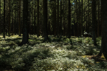 Creative lightplay of sun through the woods around Burg Reuland, East Belgium