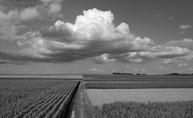 B&W photo, clouds, field