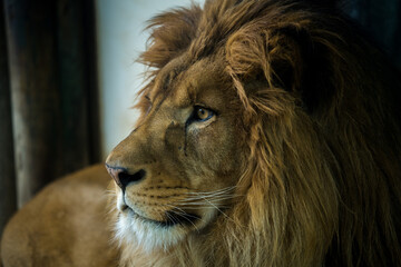 Barbary lion portrait from the zoo