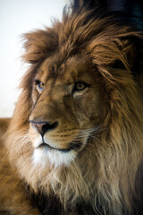 Barbary lion portrait from the zoo