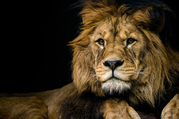 Barbary lion portrait from the zoo