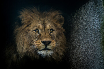 Barbary lion portrait from the zoo