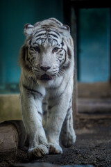 tiger indian white in zoopark
