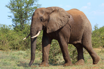 Afrikanischer Elefant / African elephant / Loxodonta africana