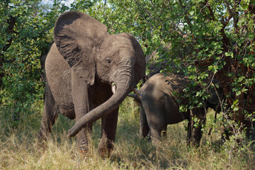Fototapeta premium Afrikanischer Elefant / African elephant / Loxodonta africana