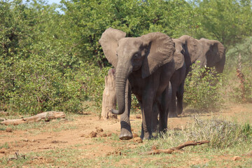 Obraz premium Afrikanischer Elefant / African elephant / Loxodonta africana