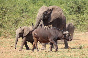 Fototapeta premium Afrikanischer Elefant und Kaffernbüffel / African elephant and African buffalo / Loxodonta africana et Syncerus caffer.