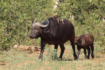 Kaffernbüffel und Gelbschnabel-Madenhacker / African buffalo and Yellow-billed oxpecker / Syncerus caffer et Buphagus africanus..