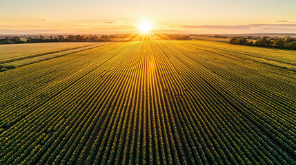 Various Types of Vegetable Gardens Concept, Sunset view over vast flat vegetable farm with golden light