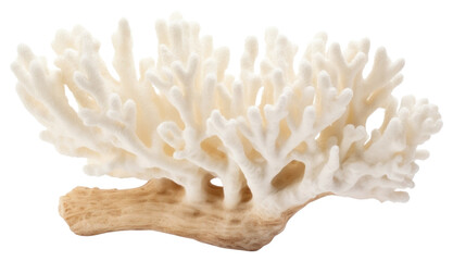 PNG Elkhorn coral nature sea