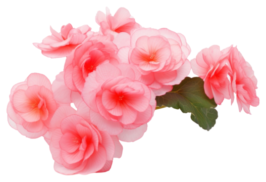 PNG Pink flower petal plant rose. - Powered by Adobe